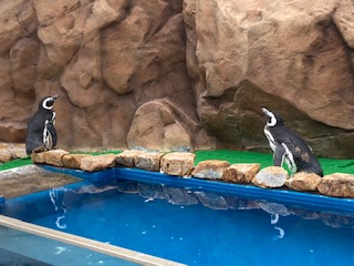 大分県の水族館　うみたまご　ペンギン