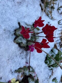 別府市　今朝も少しだけ積雪　寒そうな庭の花たち
