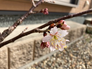 桜が咲いた！