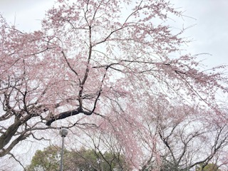 別府市　学習塾RainBow　塾長散歩　枝垂桜が美しい！