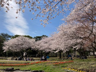 3.31　学習塾RainBow　塾長散歩　桜を見るためはしごしました！