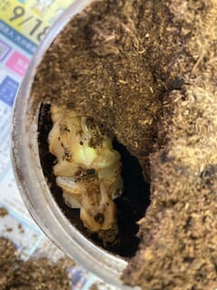 学習塾RainBow　飼育室　ニジイロクワガタの蛹たち