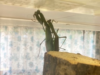 別府市　学習塾RainBow　飼育室　カマキリ