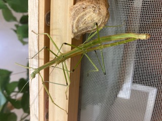 別府市　学習塾RainBow　飼育室　ナナフシ　【別府　塾　学習塾　個別指導　高校受験　大学受験】