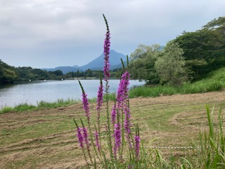 【別府　塾　学習塾　個別指導　高校受験　大学受験】　別府市　学習塾RainBow　塾長ウォーキング目標5000km！　860日目結果！　8.25　志高湖