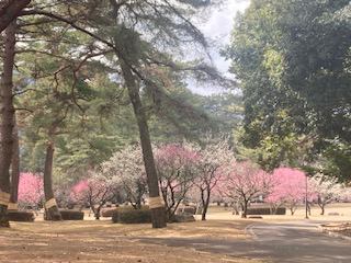 別府市　学習塾RainBow　別府公園　梅コレクション