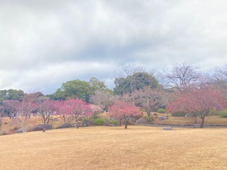 別府市　学習塾RainBow　塾長散歩　目指せ！7000km！　1050日目結果！　小雨の南立石公園　【別府　塾　個別指導　高校入試　大学入試　春期講座　新規生募集中】