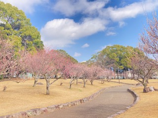 別府市　学習塾RainBow　塾長散歩　目指せ！7000km！　1055日目結果！　南立石公園　【別府　塾　個別指導　高校入試　大学入試　春期講座　新規生募集中】