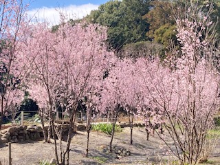 別府市　学習塾RainBow　塾長散歩　目指せ！7000km！　1062日目結果！　塾の近くの公園　【別府　塾　個別指導　高校入試　大学入試　春期講座　新規生募集中】