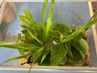 別府市　学習塾RainBow　飼育室　ナナフシ　大きくなってきたよ～　【別府　塾　個別指導　高校入試　大学入試　新規生募集中】