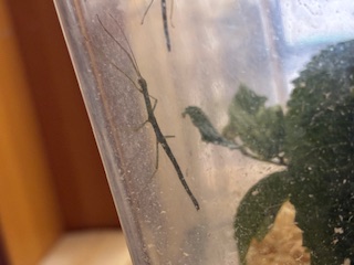 別府市　学習塾RainBow　飼育室　ナナフシ　【別府　塾　個別指導　高校入試　大学入試　新規生募集中】