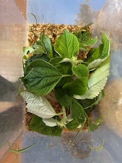 別府市　学習塾RainBow　飼育室＆植物栽培　ナナフシ＆コーヒーの木　【別府　塾　個別指導　高校入試　大学入試　新規生募集中】