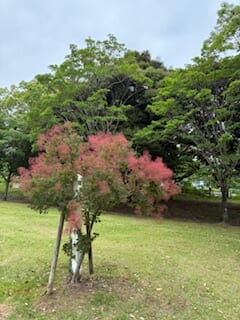 別府市　学習塾RainBow　塾長散歩　目指せ！7000km！　1129日目結果！　南立石公園　【別府　塾　個別指導　高校入試　大学入試　新規生募集中】