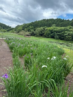 別府市　学習塾RainBow　塾長散歩　目指せ！7000km！　1152日目結果！　6.15　神楽女湖　【別府　塾　個別指導　高校入試　大学入試　新規生募集中】