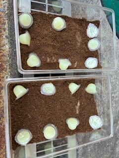 別府市　学習塾RainBow　飼育室　クワガタの産卵セットしました！　【別府　塾　個別指導　高校入試　大学入試　新規生募集中】