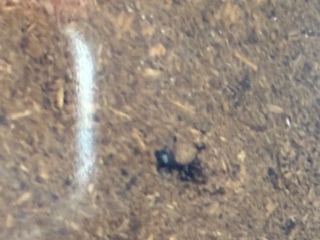 別府市　学習塾RainBow　飼育室　タカラヒラタ　産卵確認！　【別府　塾　個別指導　高校入試　大学入試　クワガタ　クワガタ飼育　新規生募集中】