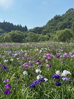 別府市　学習塾RainBow　塾長散歩　目指せ！7000km！　1167日目結果！　志高湖～神楽女湖　しょうぶ園　【別府　塾　個別指導　高校入試　大学入試　新規生募集中】