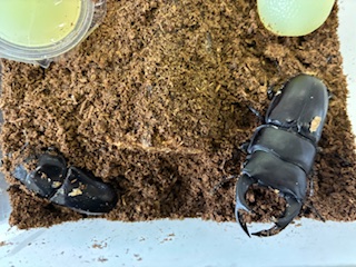 別府市　学習塾RainBow　飼育室　大分産オオクワガタの産卵セット追加！　【別府　塾　個別指導　クワガタ　クワガタ飼育　新規生募集中】