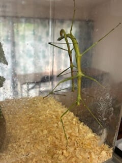 別府市　学習塾RainBow　飼育室　ナナフシ　【別府　塾　個別指導　高校入試　大学入試　夏期講座申込受付中】