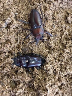 別府市　学習塾RainBow　飼育室　キンオニクワガタの産卵セット　【別府　塾　個別指導　高校入試　大学入試　クワガタ　クワガタ飼育　夏期講座申込受付中】