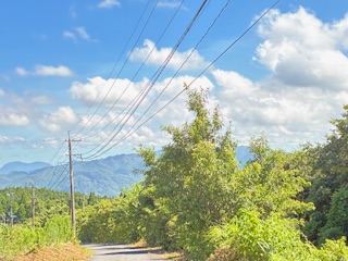 別府市　学習塾RainBow　塾長散歩　目指せ！7000km！　1197日目結果！　クワガタ採集　【別府　塾　個別指導　高校入試　大学入試　新規生募集中】