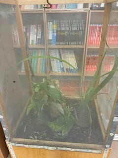別府市　学習塾RainBow　飼育室　ナナフシ飼育