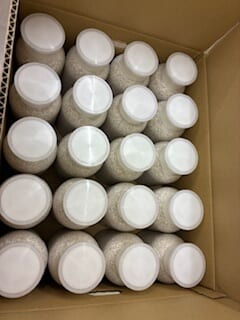 別府市　学習塾RainBow　飼育室　タカラヒラタ幼虫　【別府　塾　個別指導　クワガタ　クワガタ飼育　クワガタ販売】