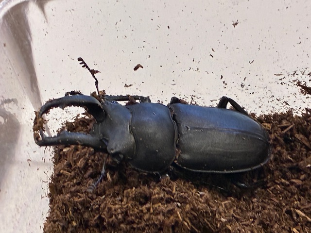 別府市　学習塾RainBow　飼育室　アマミシカクワガタ　カブトムシ　【別府　クワガタ　クワガタ飼育　クワガタ販売　オオクワランド】