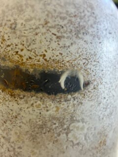 別府市　学習塾RainBow　タカラヒラタクワガタ　【別府　塾　クワガタ　クワガタ飼育　クワガタ販売　オオクワランド】