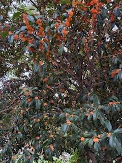 別府市　学習塾RainBow　塾長ウォーキング10000km！　1295日目結果！　いたちがわ　【別府　塾　個別指導　高校入試　大学入試　新規生募集中】