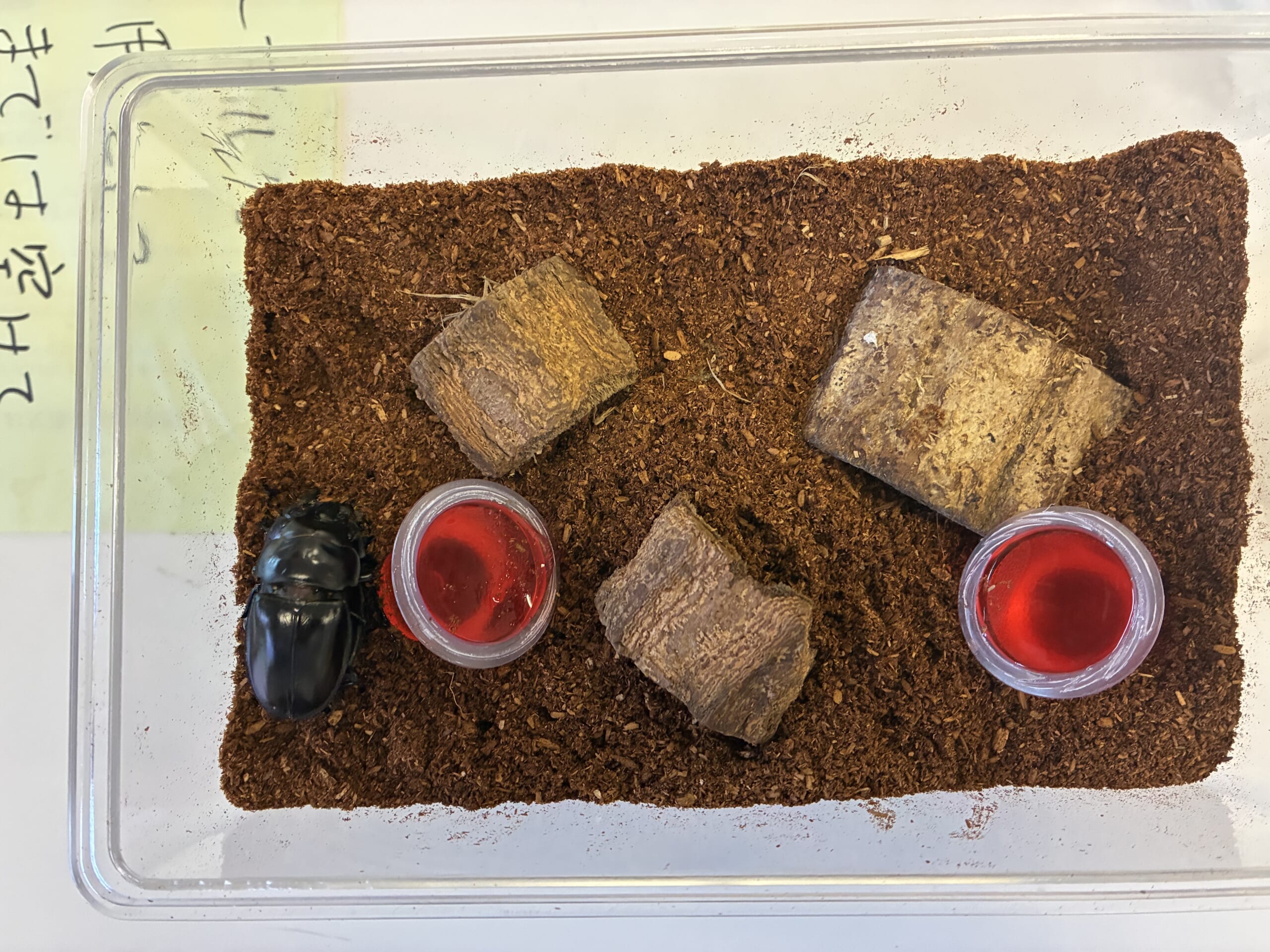 別府市　学習塾RainBow　飼育室　ヤエヤママルバネクワガタ　【別府　塾　個別指導　クワガタ飼育　クワガタ販売　マルバネ　ヤエマル　オオクワランド】