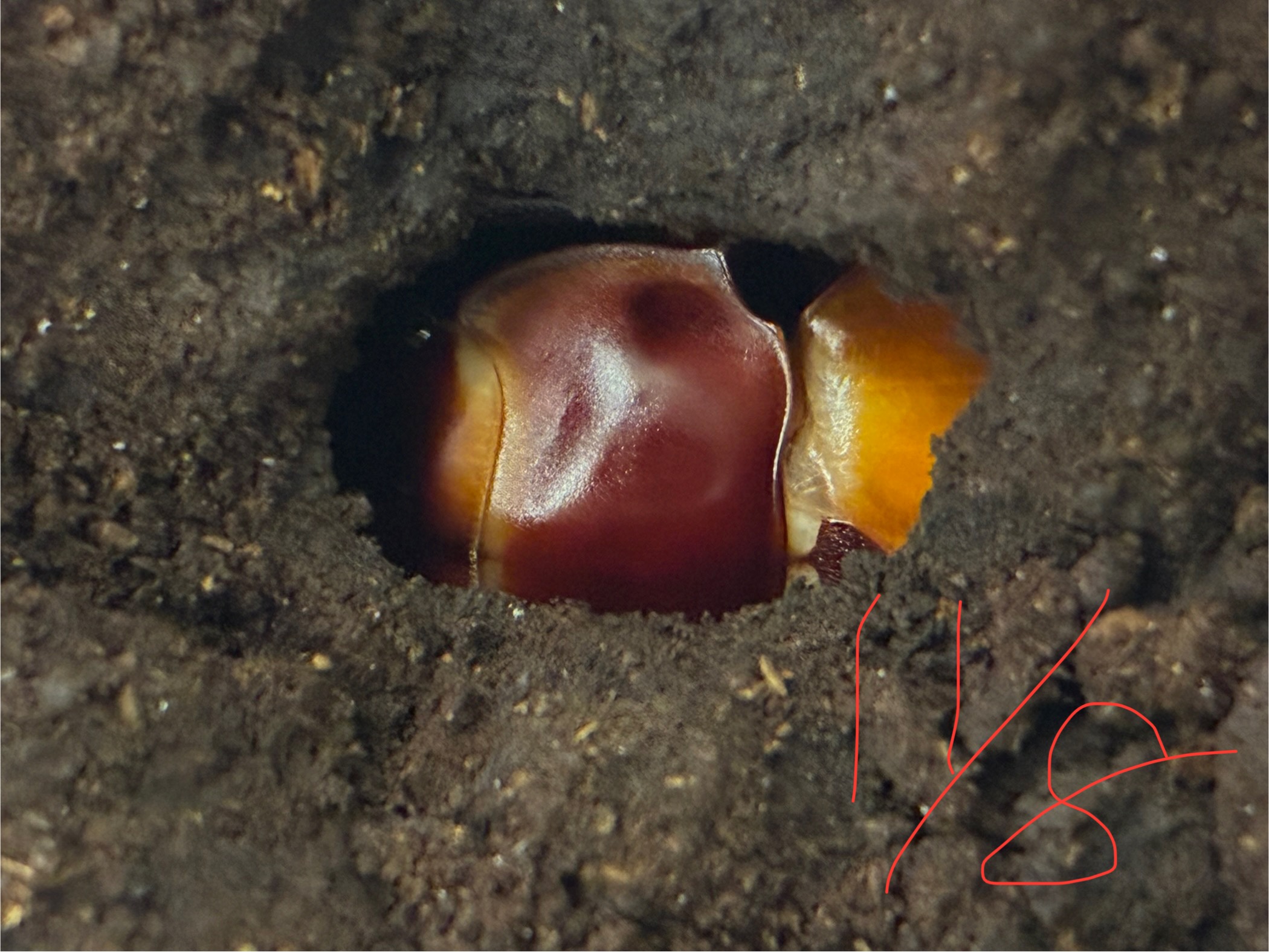 別府市　学習塾RainBow　飼育室　ヤエヤママルバネクワガタの羽化　【別府　塾　クワガタ　クワガタ飼育　クワガタ販売　オオクワランド】