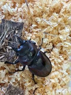 オオクワランド　別府市　学習塾RainBow　クワガタ事業部　ヤエヤママルバネ♂単品販売　【別府　塾　個別指導　クワガタ　クワガタ飼育　クワガタ販売　ヤエマル　マルバネ】