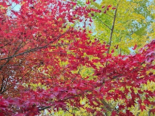 別府市 学習塾RainBow 塾長ウォーキング10000km! 1308日目結果! 鶴見ロープウェイ高原駅付近 【別府 塾 個別指導 高校入試 大学入試 新規生募集中】