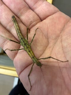 別府市　学習塾RainBow　飼育室　トゲナナフシ　【別府　塾　個別指導　高校入試　大学入試　新規生募集中　クワガタ飼育　クワガタ販売　オオクワランド】