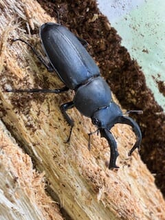 別府市　学習塾RainBow　飼育室　アマミシカクワガタ　【別府　塾　個別指導　クワガタ飼育　クワガタ販売　オオクワランド】