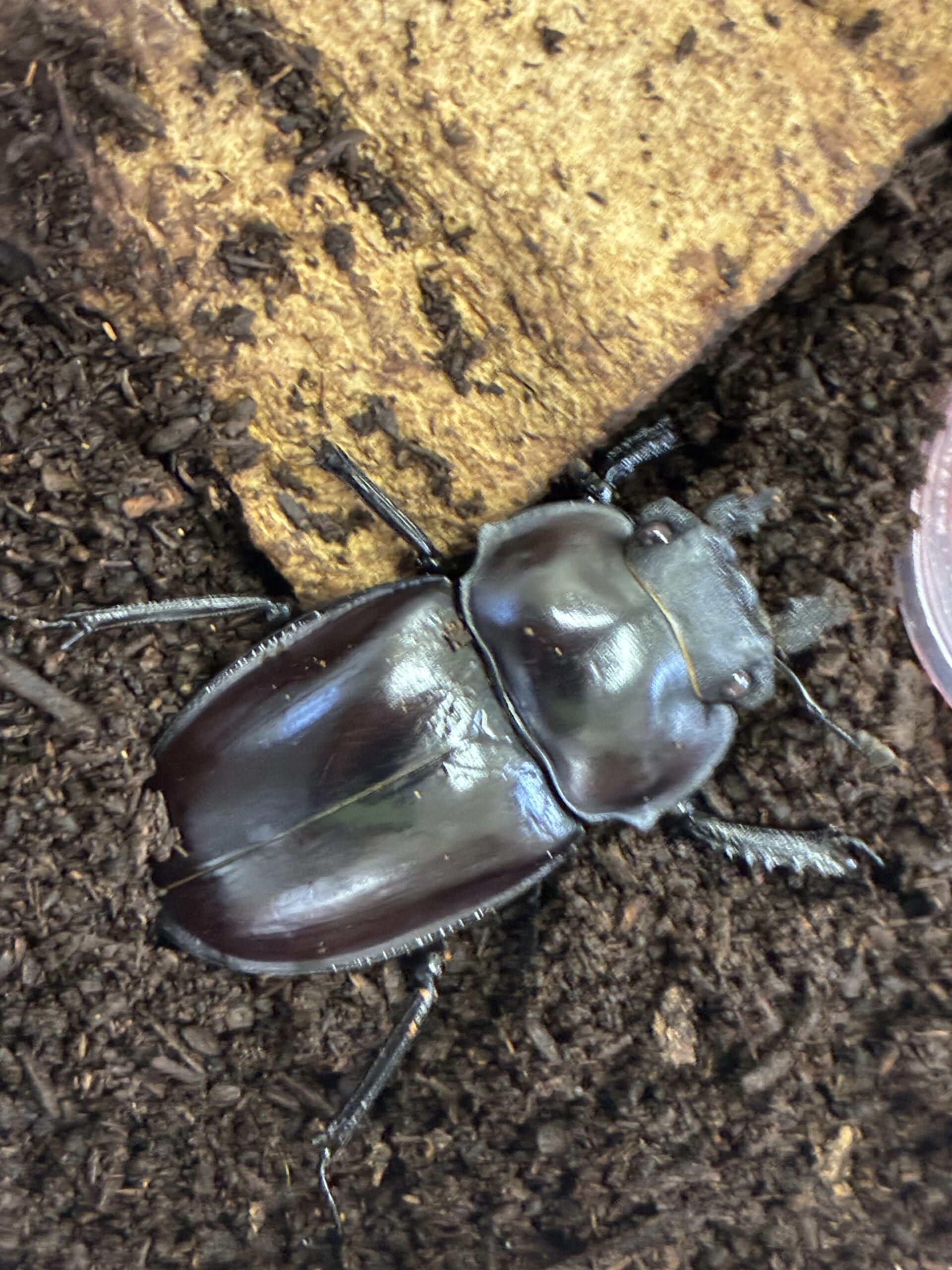 別府市　学習塾RainBow　クワガタ事業部　オオクワランド　飼育室　ヤエヤママルバネクワガタ　【別府　塾　個別指導　クワガタ飼育　クワガタ販売】