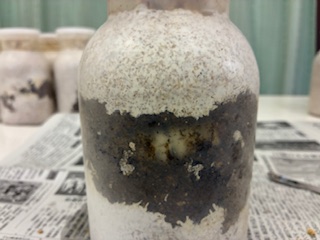 別府市　学習塾RainBow　飼育室　幼虫の菌糸ボトル交換　【別府　塾　クワガタ飼育　クワガタ販売　オオクワランド】