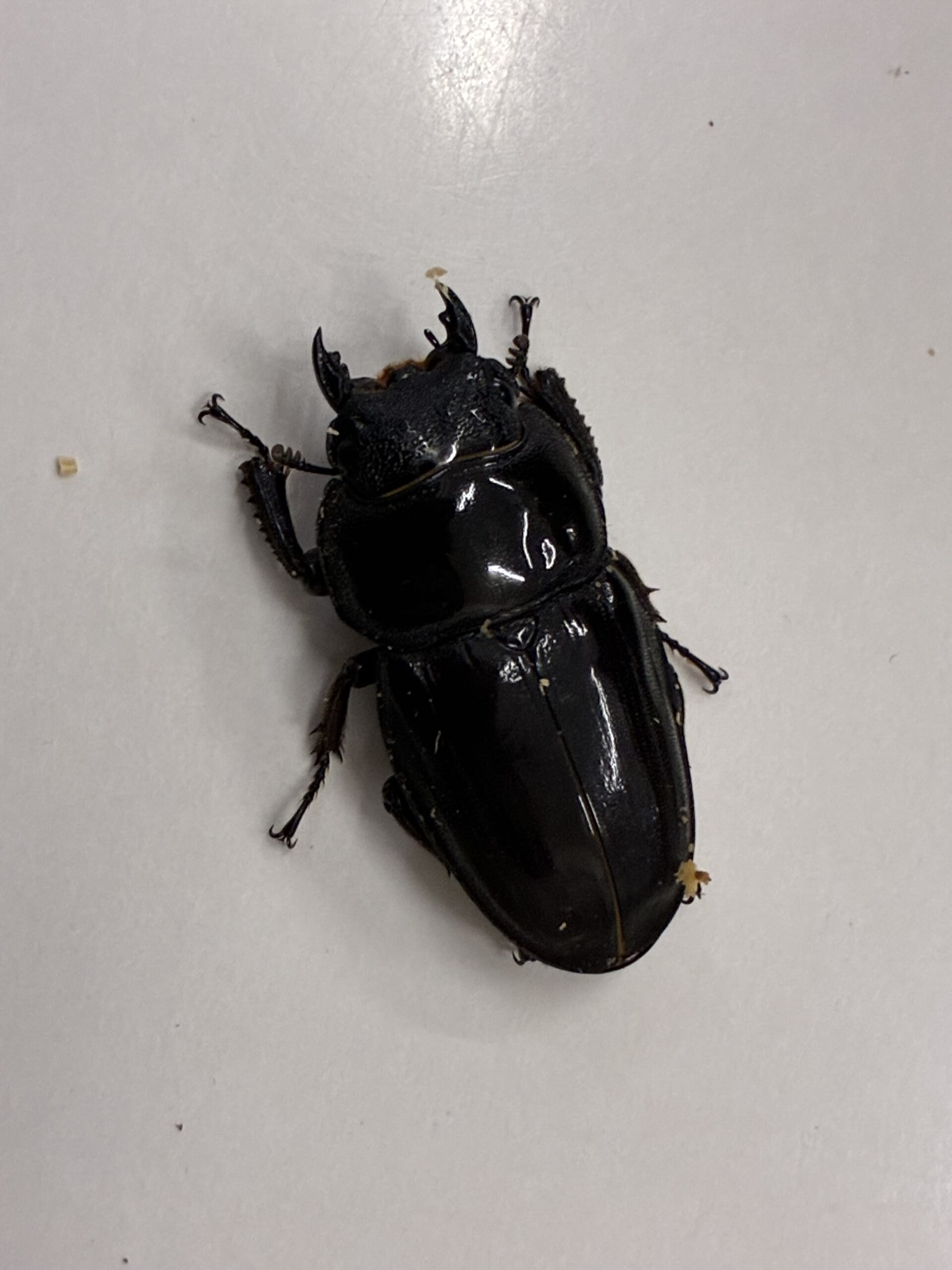 別府市　学習塾RainBow　飼育室　今日も菌糸ボトル交換　【別府　塾　クワガタ飼育　クワガタ販売　オオクワランド】