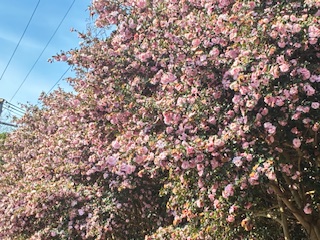 別府市　学習塾RainBow　塾長ウォーキング10000km！　1343日目結果！　国東～杵築　【別府　塾　個別指導　高校入試　大学入試　新規生募集中】