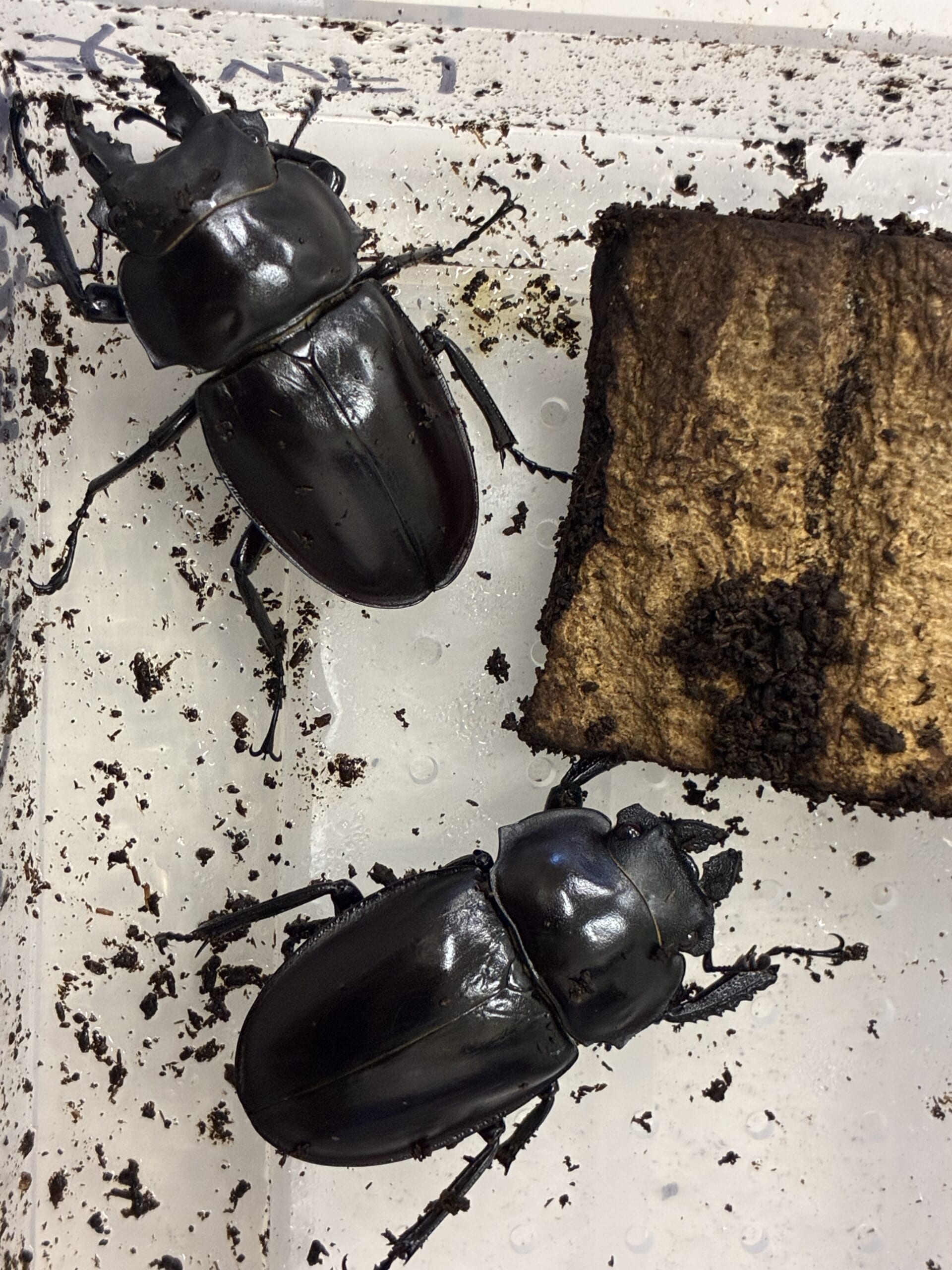 別府市　学習塾RainBow　クワガタ事業部　オオクワランド　ただいま販売中！　【別府　塾　クワガタ　クワガタ飼育　クワガタ販売　ヤエマル　オオクワ　ヒラタ　オオクワランド】