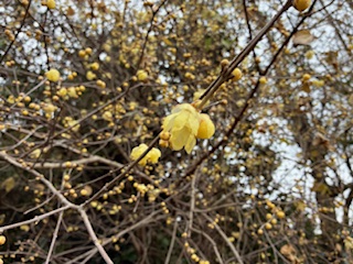 別府市　学習塾RainBow　塾長ウォーキング10000km！　1352日目結果！　1.1　じいちゃんち！　【別府　塾　個別指導　高校入試　大学入試　新規生募集中】