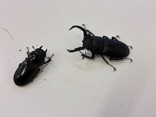 別府市　学習塾RainBow　飼育室　アマミシカクワガタ　【別府　塾　個別指導　クワガタ　クワガタ飼育　クワガタ販売　オオクワランド】