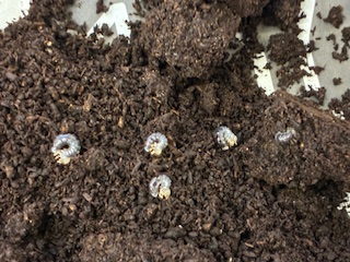 別府市　学習塾RainBow　クワガタ事業部　オオクワランド　ヤエヤママルバネクワガタ幼虫販売開始！　【別府　塾　個別指導　クワガタ　クワガタ飼育　クワガタ販売　ヤエマル　マルバネ】