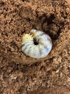 別府市　学習塾RainBow　飼育室　キンオニクワガタ　【別府　塾　クワガタ　クワガタ飼育　クワガタ販売　オオクワランド】