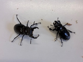 別府市　学習塾RainBow　飼育室　ミクラミヤマクワガタ　【別府　塾　クワガタ飼育　クワガタ販売　ミクラミヤマ　オオクワランド】