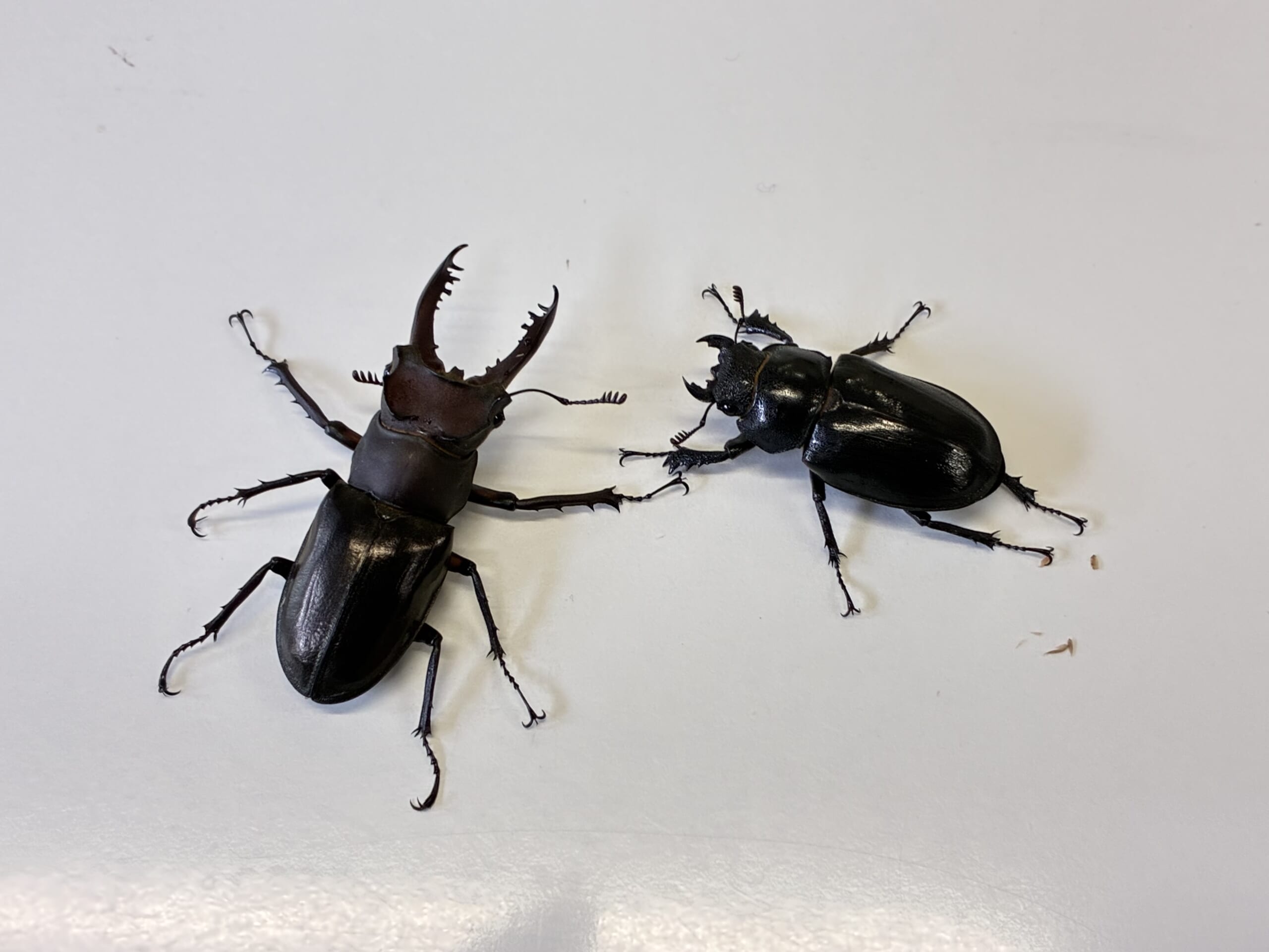 別府市　学習塾RainBow　飼育室　アマミミヤマクワガタ　【別府　塾　クワガタ　クワガタ飼育　クワガタ販売　オオクワランド】