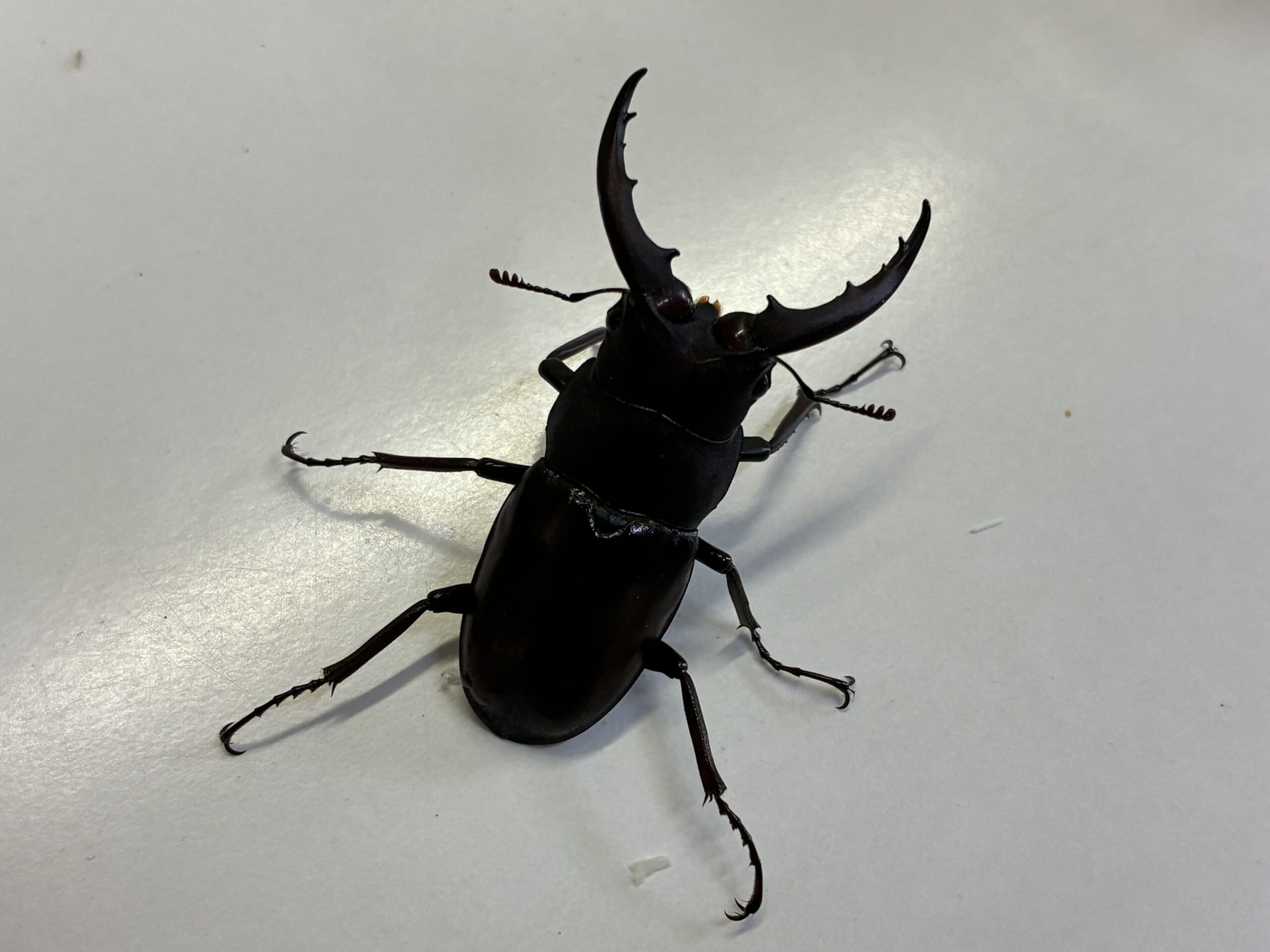 別府市　学習塾RainBow　クワガタ事業部　オオクワランドより　【別府　塾　クワガタ　クワガタ飼育　クワガタ販売】