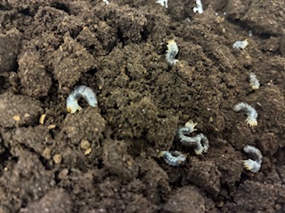 別府市 学習塾RainBow 飼育室 ヤエヤママルバネ幼虫 【別府 塾 個別指導 クワガタ クワガタ飼育 クワガタ販売 マルバネクワガタ オオクワランド】