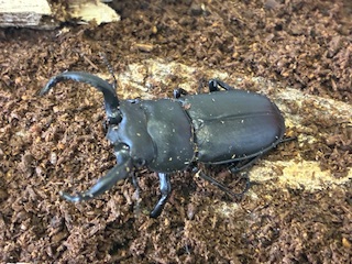 別府市　学習塾RainBow　飼育室　アマミシカクワガタ　産卵セットしました！